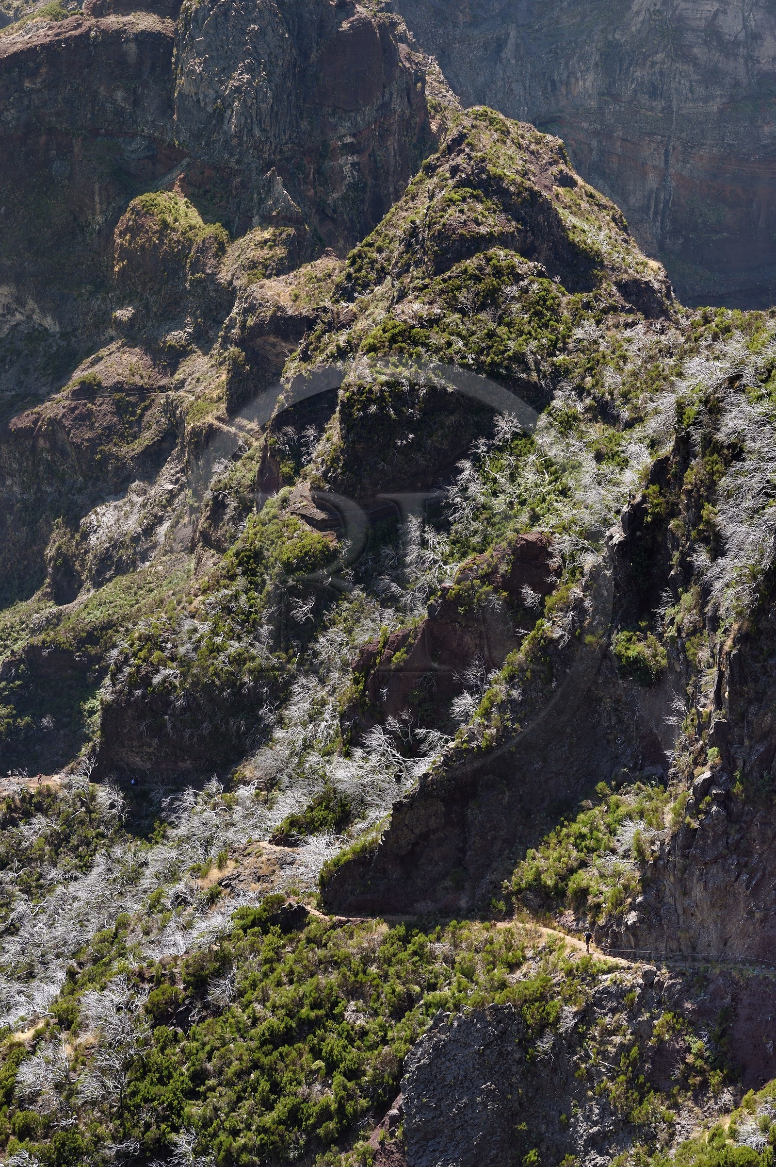 Portugal, Ile de Madère, randonnée sur le Vereda do Areeiro entre les monts Pico Ruivo (1862m) et Pico Arieiro (1817m), foret de bruyères arborescentes brulée en 2010 sur le Pico Das Torres