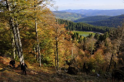 France, Haut-Rhin (68), en contrebas de la route des Crêtes, randonneurs au dessus du lac Vert ou lac de Soultzeren au pied du massif du Tanet