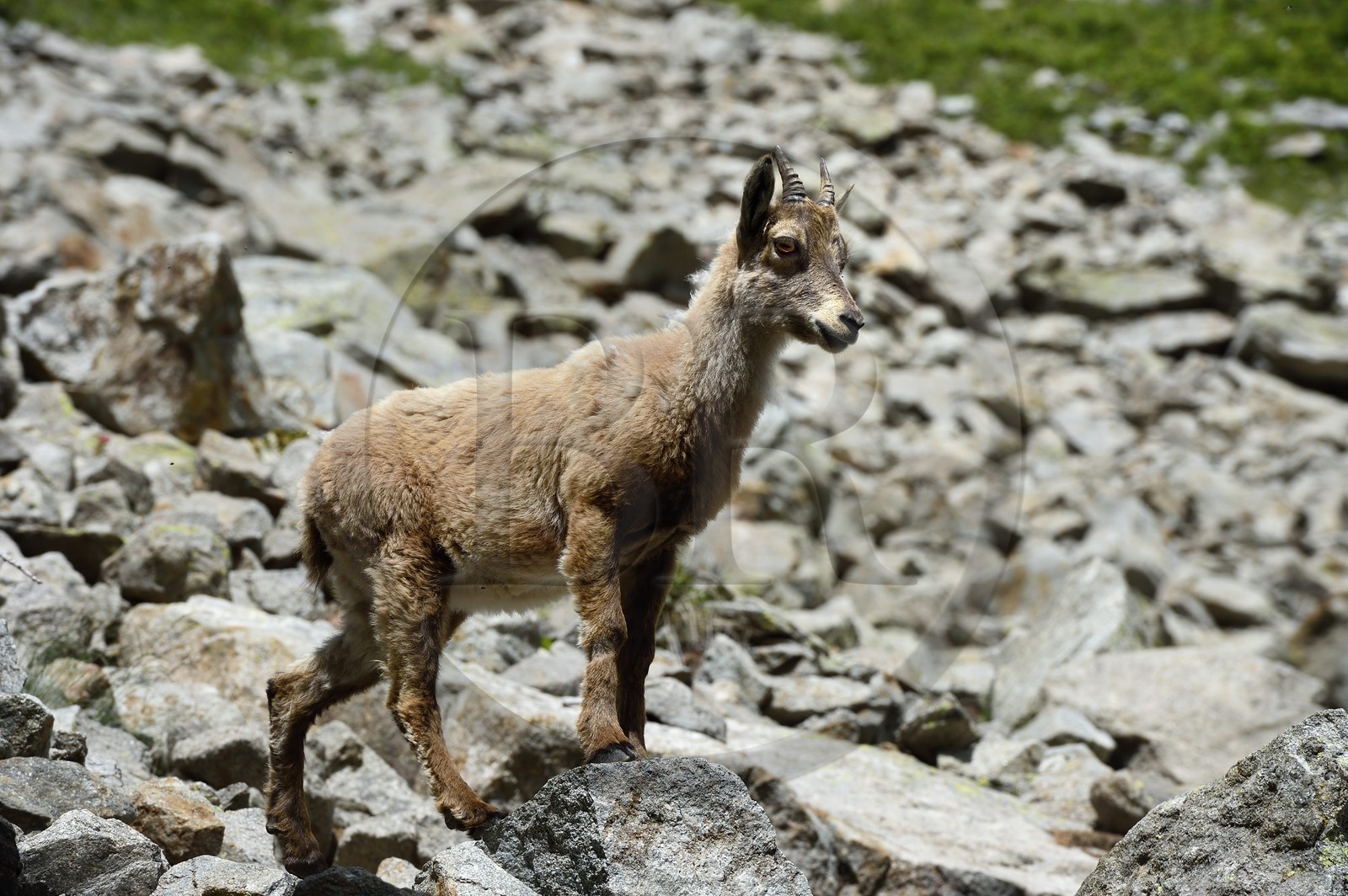 France, Alpes-Maritimes (06), parc national du Mercantour, vallée de la Valmasque, jeune étagne, bouquetin (Capra ibex) femelle des Alpes
