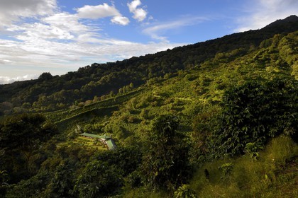 Panama, Chiriqui province, Boquete, the Coffee Plantation Finca Lerida, on the slopes of Volcan Baru, the hotel