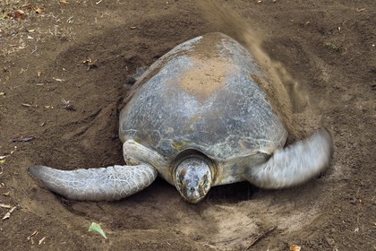 France, Mayotte island (French overseas department), Grande-Terre, Kani-Keli, N’Gouja beach, the Maore Garden, green sea turtle (Chelonia mydas) covering eggs with sand after laying eggs