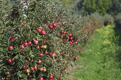 France, Seine-Maritime (76), Pays de Caux, Parc naturel régional des Boucles de la Seine normande, Jumièges, pommiers de la Route des fruits dans les vergers en bordure de Seine