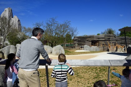 France, Paris (75), Le Parc zoologique de Paris (Zoo de Vincennes), le groupe des seize girafes (Giraffa camelopardalis) dans la biozone Sahel-Soudan, en arrière plan le Grand Rocher qui est l’emblème du zoo depuis 1934