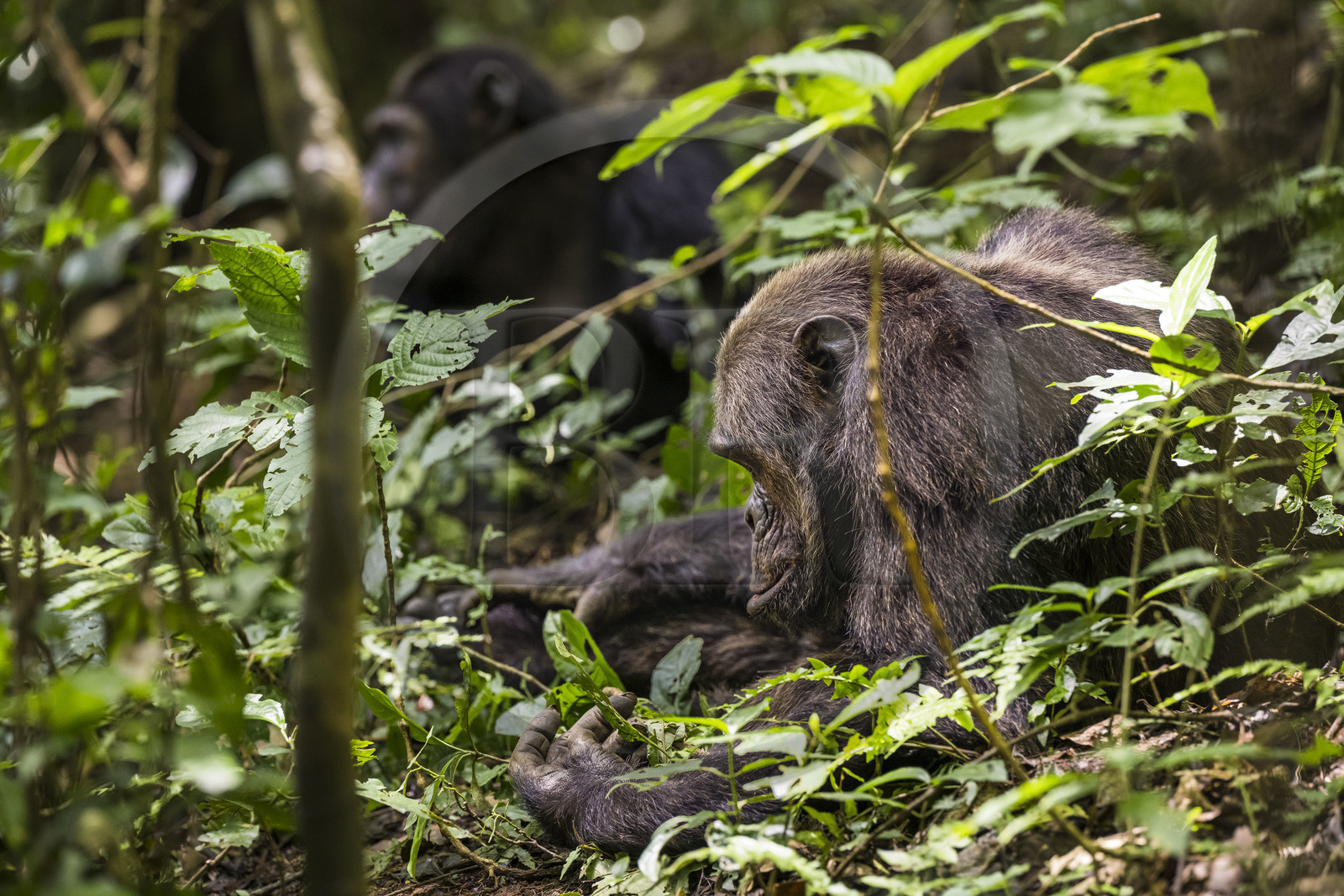 Rwanda, Province de l’Ouest, Nyakabuye, Parc national de Nyungwe, forêt tropicale humide naturelle de Cyamudongo, Chimpanzés commun (Pan Troglodytes) Rwanda, Province de l’Ouest, Nyakabuye, Parc national de Nyungwe, forêt tropicale humide naturelle de Cyamudongo, Chimpanzés commun (Pan Troglodytes)