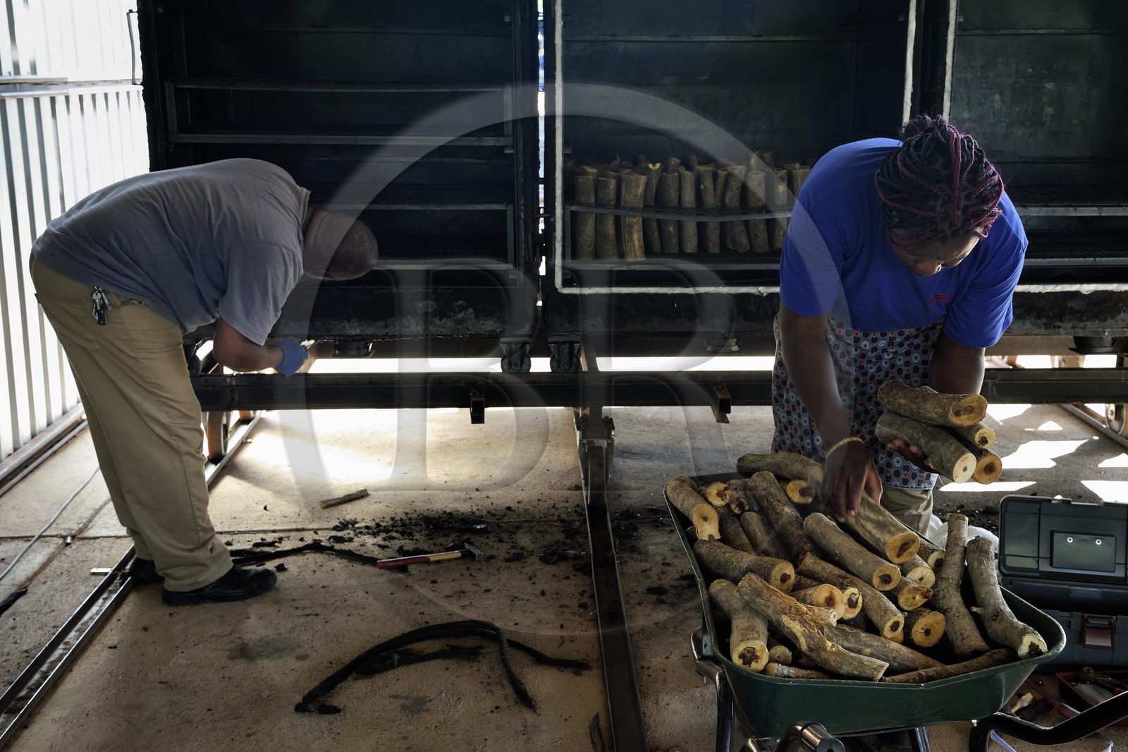 Namibie, Otjiwarongo, Cheetah Conservation Fund, centre de recherche et d'éducation, CCF BUSH Pty Ltd fabrique des briquettes de bois comme projet pilote pour explorer une stratégie visant à améliorer l'habitat du guépard par l'enlèvement des épais buissons qui prolifèrent dans le bush, Bushblock