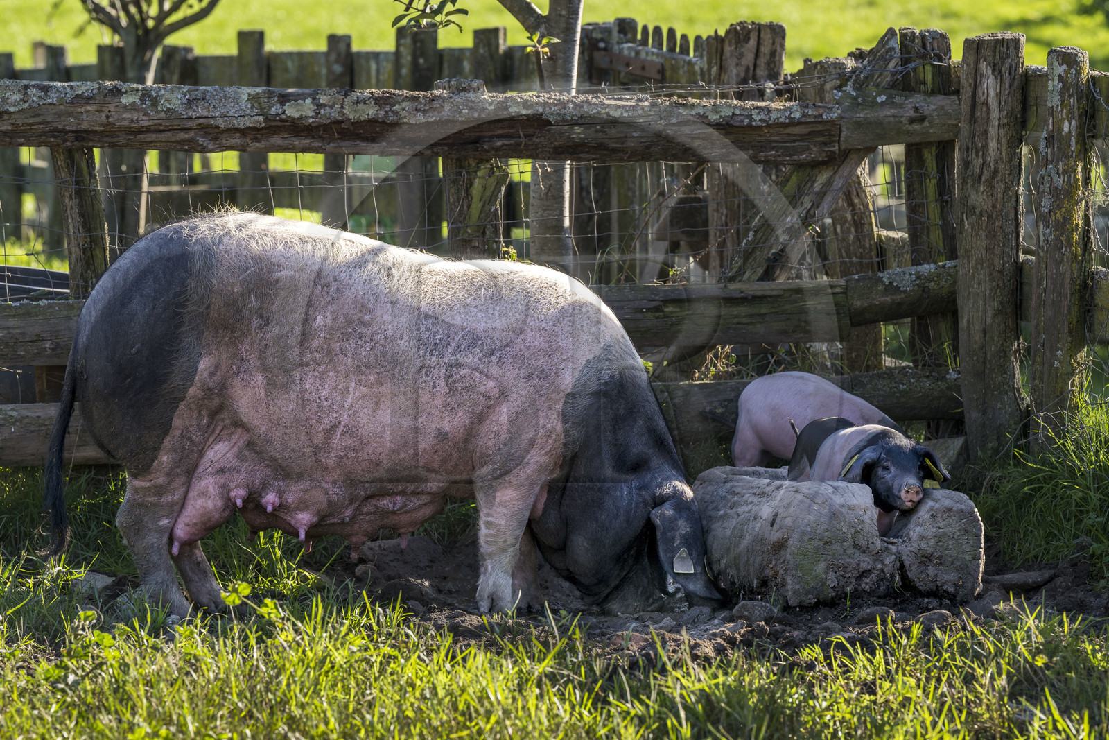 France, Pyrénées-Atlantiques (64), Pays-Basque, vallée des Aldudes, élevage en plein air Pierre Oteiza de porcs basques de race pie noir pour la production du jambon Kintoa AOC, cochette (jeune truie) et porcelets