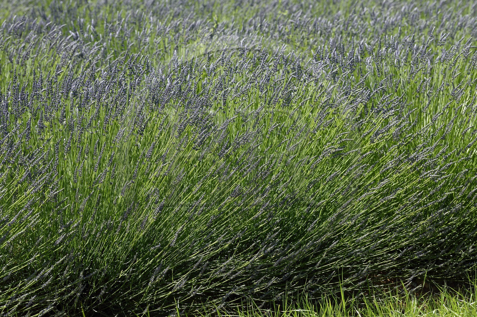 France, Alpes-de-Haute-Provence (04), parc naturel régional du Verdon, plateau de Valensole, champ de lavandin