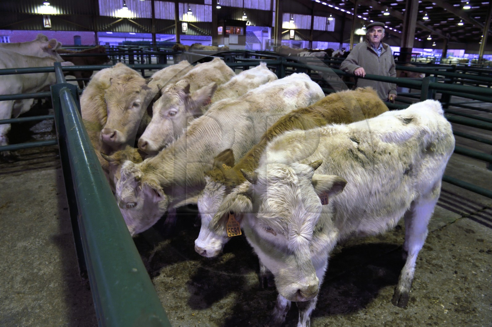 France, Seine-Maritime (76), Forges-les-eaux, marché couvert aux bestiaux