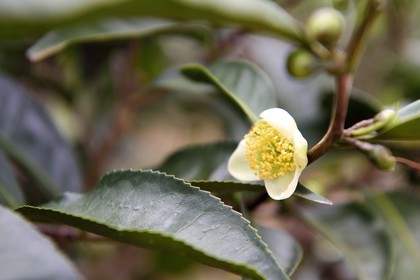 Sri Lanka, Province d'Uva, Bandarawela, fleur de thé