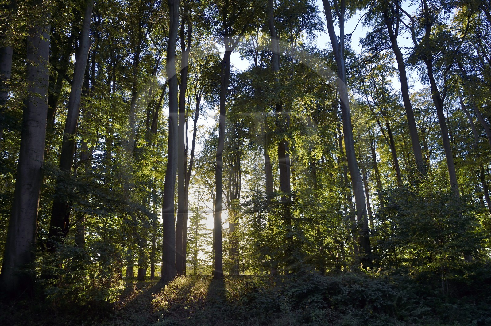 France, Seine-Maritime (76), Pays de Caux, Tourville-sur-Arques, château de Miromesnil, lieu de naissance de l'écrivain Guy de Maupassant, la forêt du domaine