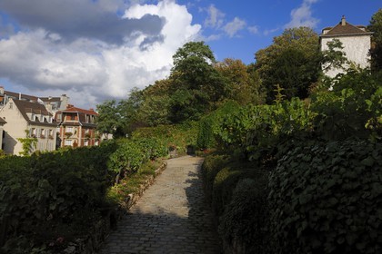 France, Paris (75), la Butte Montmartre, le vignoble de Montmartre