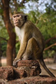 Sri Lanka, province du Centre-Nord, Polonnaruwa, l'ancienne capital du pays (XIe au XIIIe siècle) est classée au Patrimoine Mondial de l'UNESCO, terrasse de la relique de la Dent (Dala Maluwa),