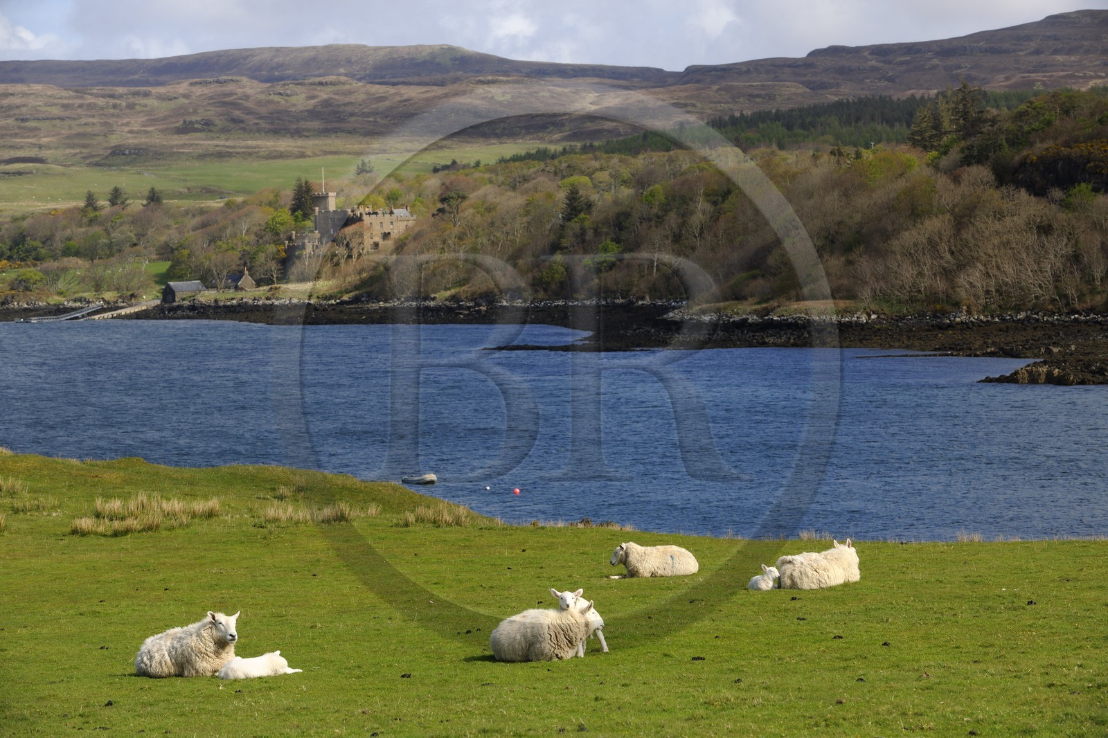 Royaume-Uni, Ecosse, région des Highlands, les Hébrides, île de Skye, moutons et leurs agneaux devant le château de Dunvegan du clan MacLeod