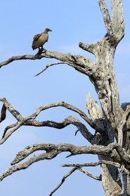 Zimbabwe, Matabeleland North Province, Hwange National Park, young white-backed Vulture (Gyps africanus)