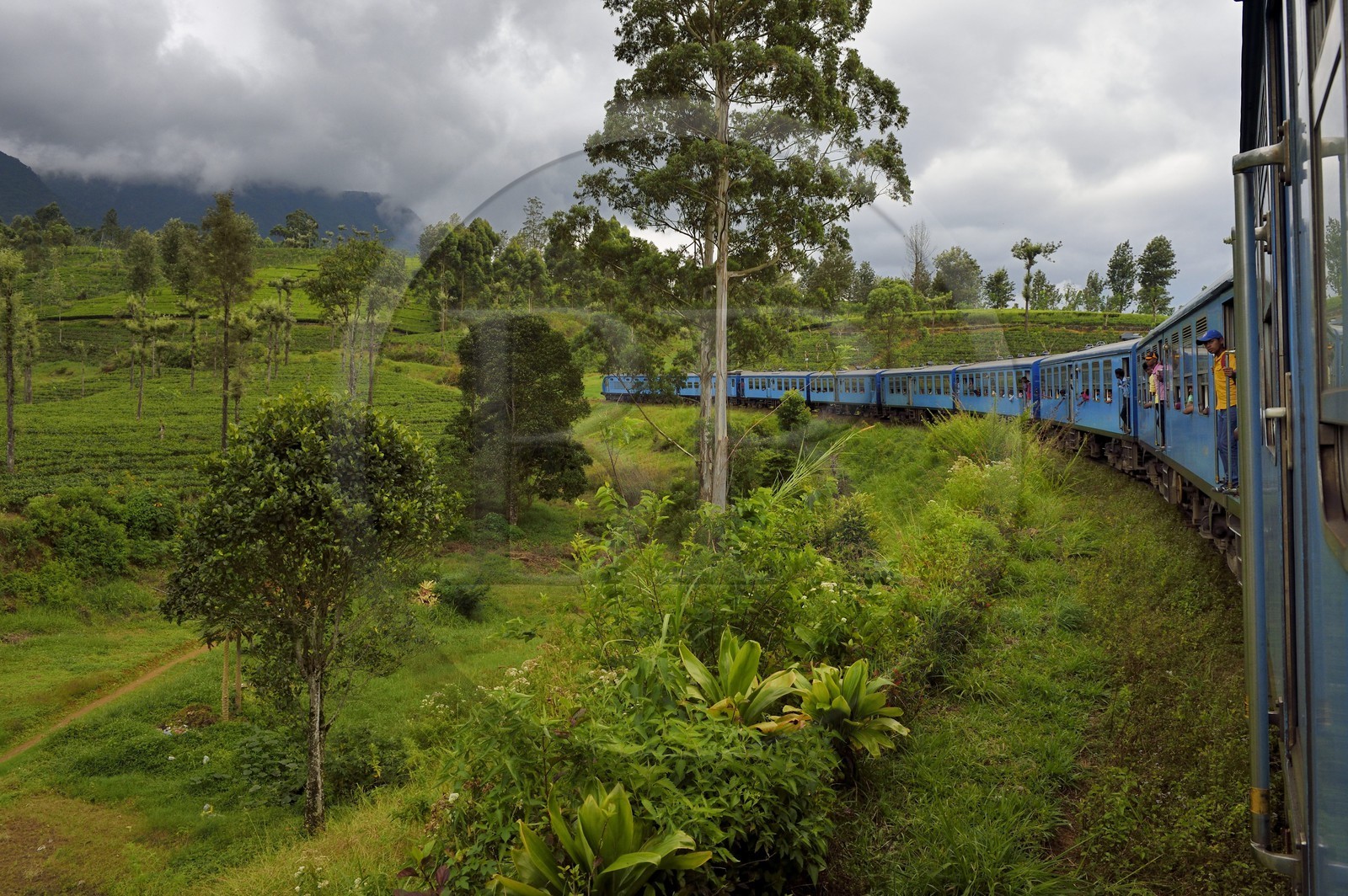 Sri Lanka, Province du Centre, trajet en train dans la région montagneuse de la culture du thé entre Hatton et Badulla, ici entre Talawakele et Great Western