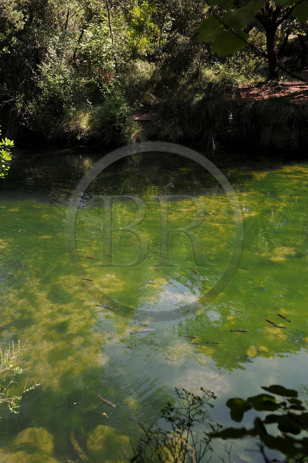 France, Var (83), Provence Verte, Tourves, rivière du Caramy dans les Gorges du Caramy