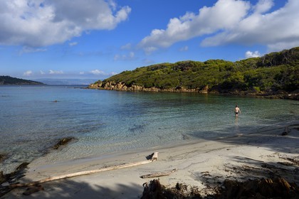 France, Var (83), Iles d'Hyères, parc national de Port Cros, Ile de Port-Cros, plage du Sud
