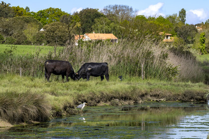 France, Vendée (85), Talmont-Saint-Hilaire, héron cendré en bordure des anciens marais salants de la Guittière