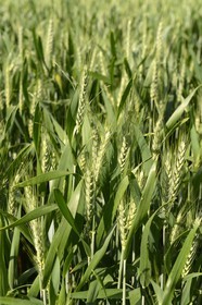 France, Finistere, wheat field