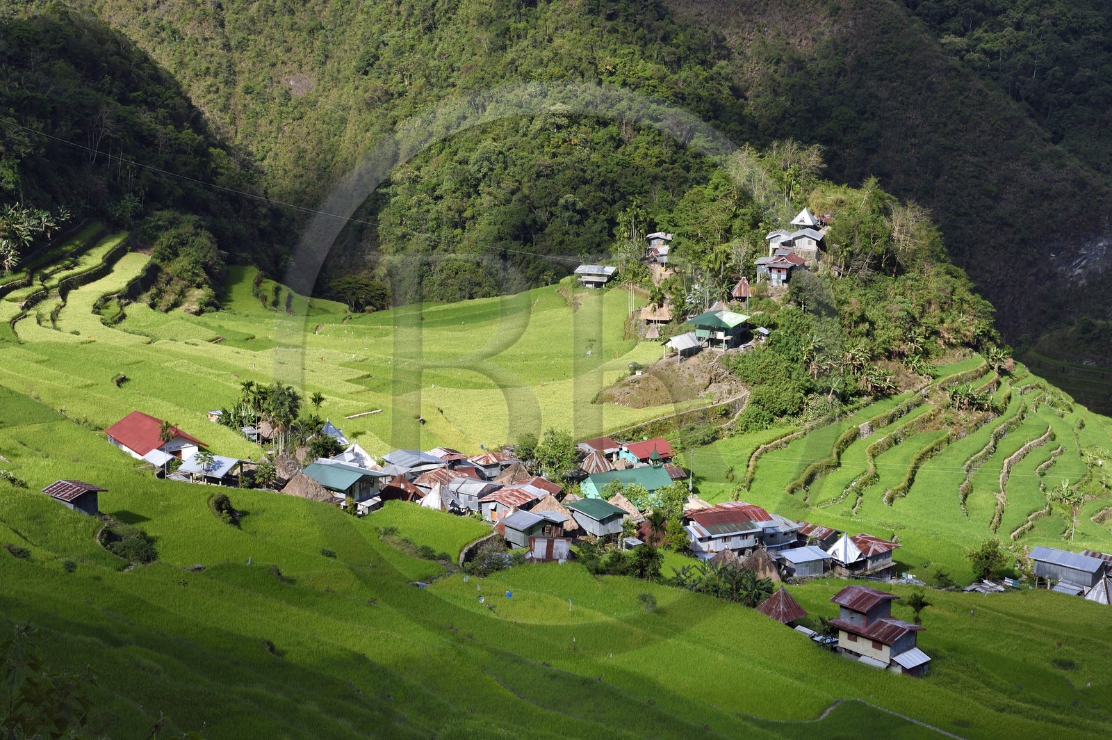 Philippines, province d'Ifugao, les rizières en terrasses de Banaue autour du village de Batad, classées Patrimoine Mondial de l'UNESCO, alimentées par un ancien système d'irrigation depuis la forêt tropicale au-dessus des terrasses Philippines, province d'Ifugao, les rizières en terrasses de Banaue autour du village de Batad, classées Patrimoine Mondial de l'UNESCO, alimentées par un ancien système d'irrigation depuis la forêt tropicale au-dessus des terrasses