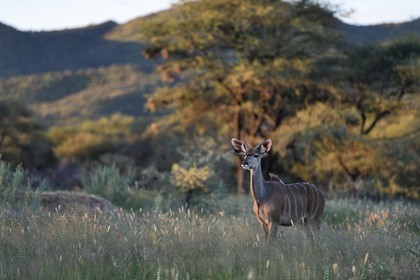 Namibie, région de Khomas, nord de Windhoek, Okapuka Ranch, grand koudou (Tragelaphus strepsiceros) dans les hautes herbes