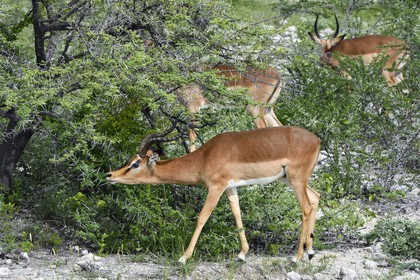 Namibie, région de Oshikoto, Parc National d'Etosha, impala à face noire mâle (Aepyceros melampus petersi)