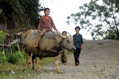 Vietnam, Lao Cai province, Bac Ha district, children riding his buffalo