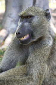 Zimbabwe, Matabeleland North Province, Victoria Falls, chacma baboon (Papio ursinus)