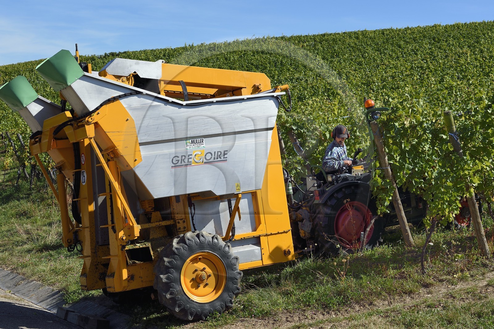 France, Haut-Rhin (68), Route des vins d'Alsace, Hunawihr, labellisé Les Plus Beaux Villages de France, vendanges avec une machine à vendanger mécanique