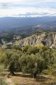 Spain, Andalusia, Almeria Province, Alcolea in the region of the Alpujarras, the Sierra Nevada in the background