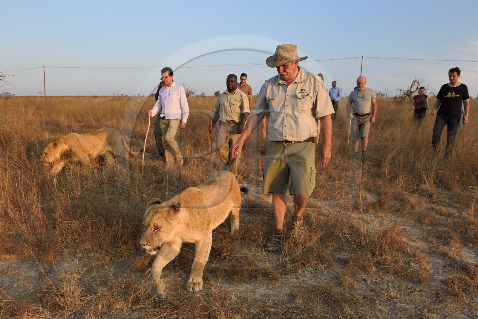 Zimbabwe, province des Midlands, Gweru, Antelope Park qui abrite ALERT (African Lion and Trust Environmental Research)