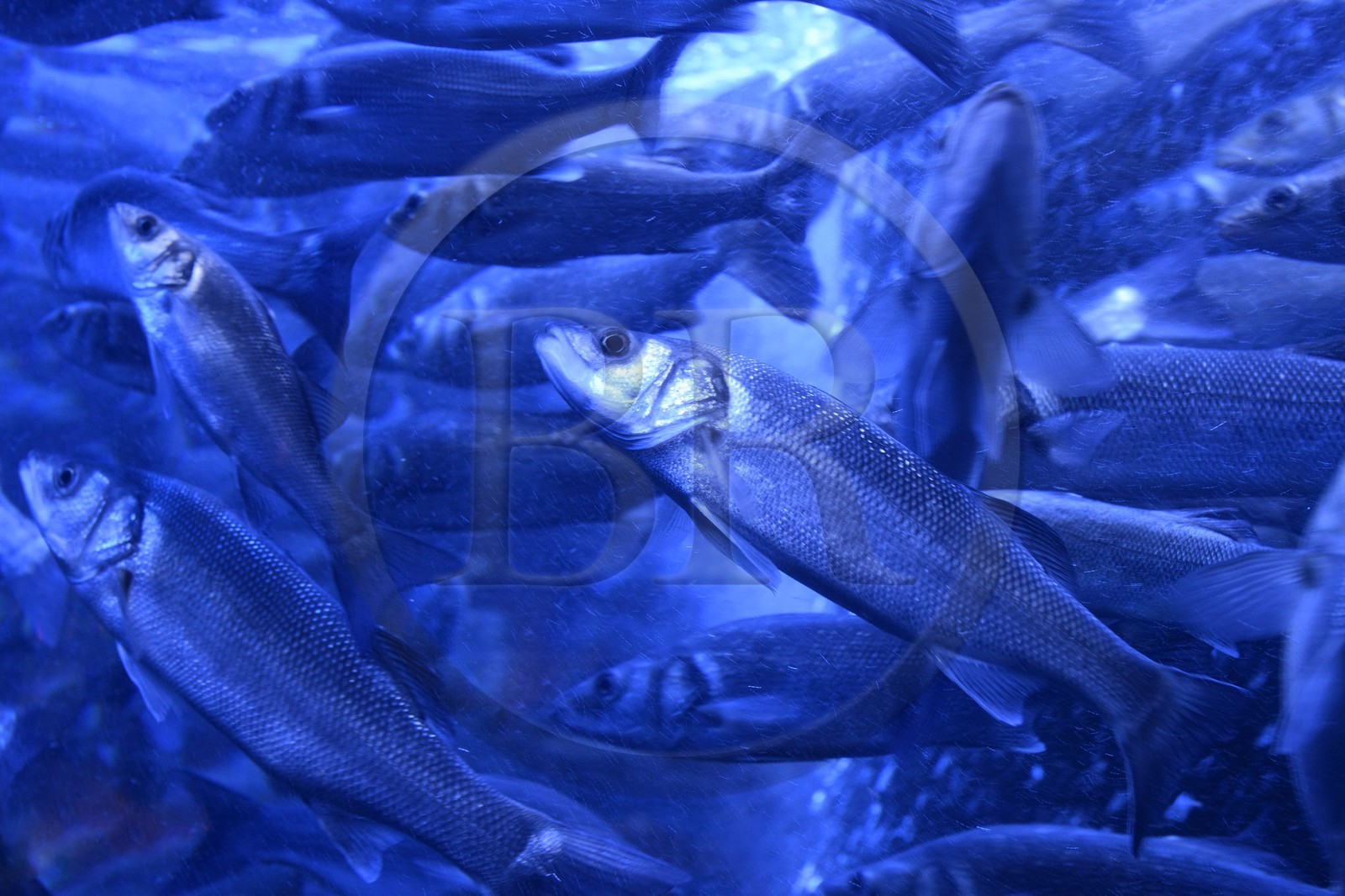 Principauté de Monaco, Monaco, le musée océanographique, bar commun (Dicentrarchus labrax) ou loup