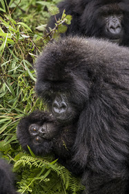 Rwanda, Province du Nord, Parc National des Volcans dans la chaine des Monts Virunga, mont Karisimbi, gorilles des montagnes (Gorilla beringei beringei) du groupe Susa, mère avec son petit
