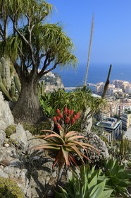 Principauté de Monaco, Monaco, le Jardin Exotique regroupant plusieurs milliers d'espèces de plantes succulentes