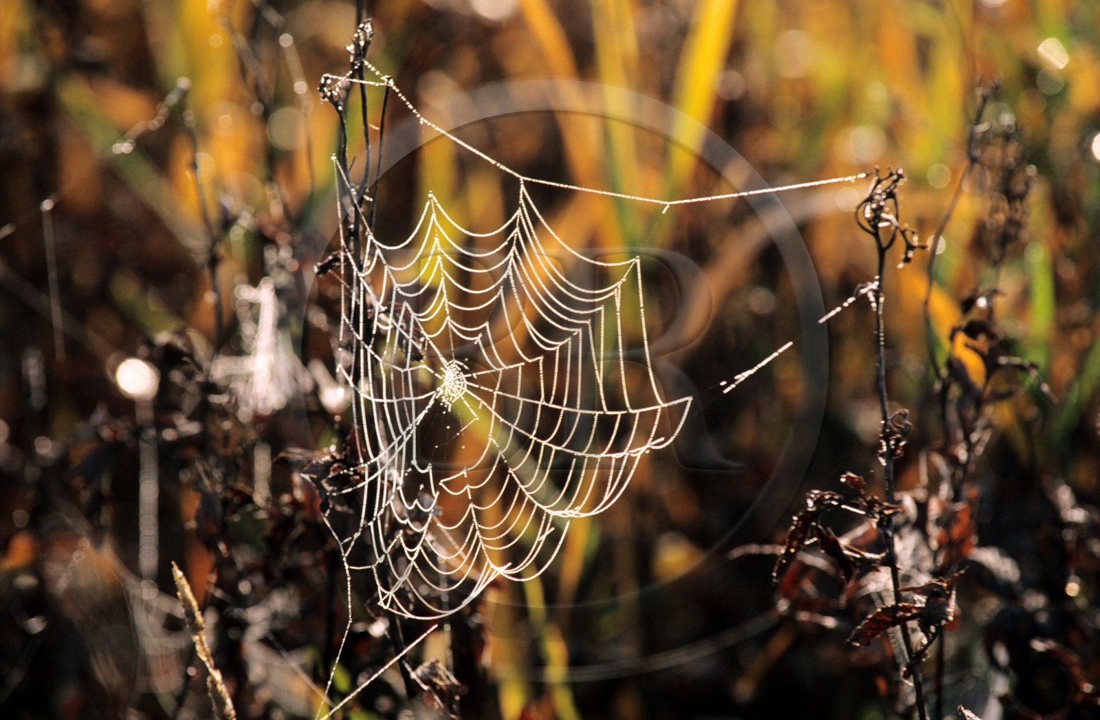 France, Doubs (25), lac de Saint-Point, toile d'araignée au petit matin