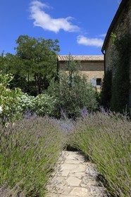 France, Gard (30), région du Pays d'Uzège, chambres d'hôtes de luxe le Clos du Léthé au hameau de Saint-Médiers à Montaren et Saint-Médiers, lavande dans le jardin