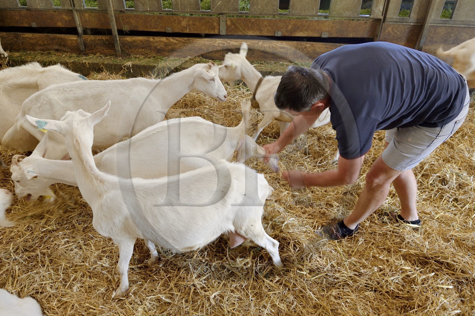 France, Loire (42), Parc Naturel Régional du Pilat, Pélussin, production par le GAEC de la Cabriole du fromage de chèvre Rigotte de Condrieu AOC, une chèvre met bas un chevreau