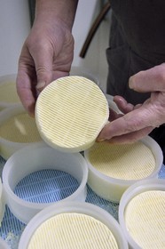 France, Haut Rhin, Wasserbourg, Ferme-auberge (farm-inn) Buchwald, the marcaire Michel Wehrey in the production, Munster AOP cheese (cow's milk) which is 24 hours old