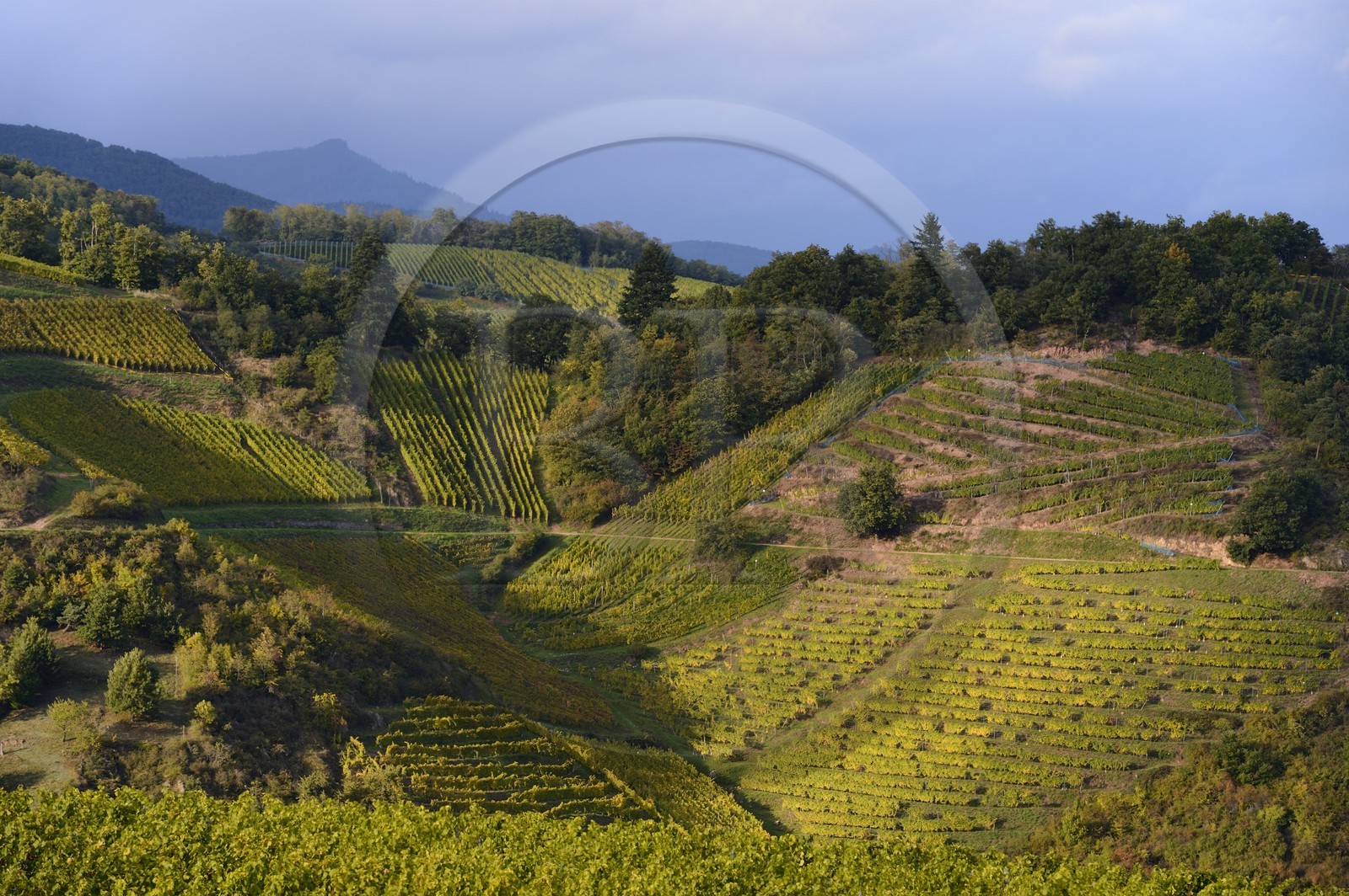 France, Haut-Rhin (68), Route des Vins d'Alsace, le vignoble de Niedermorschwihr