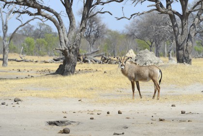 Zimbabwe, province de Matabeleland septentrional, parc national Hwange, antilope rouanne (Hippotragus equinus) ou antilope cheval