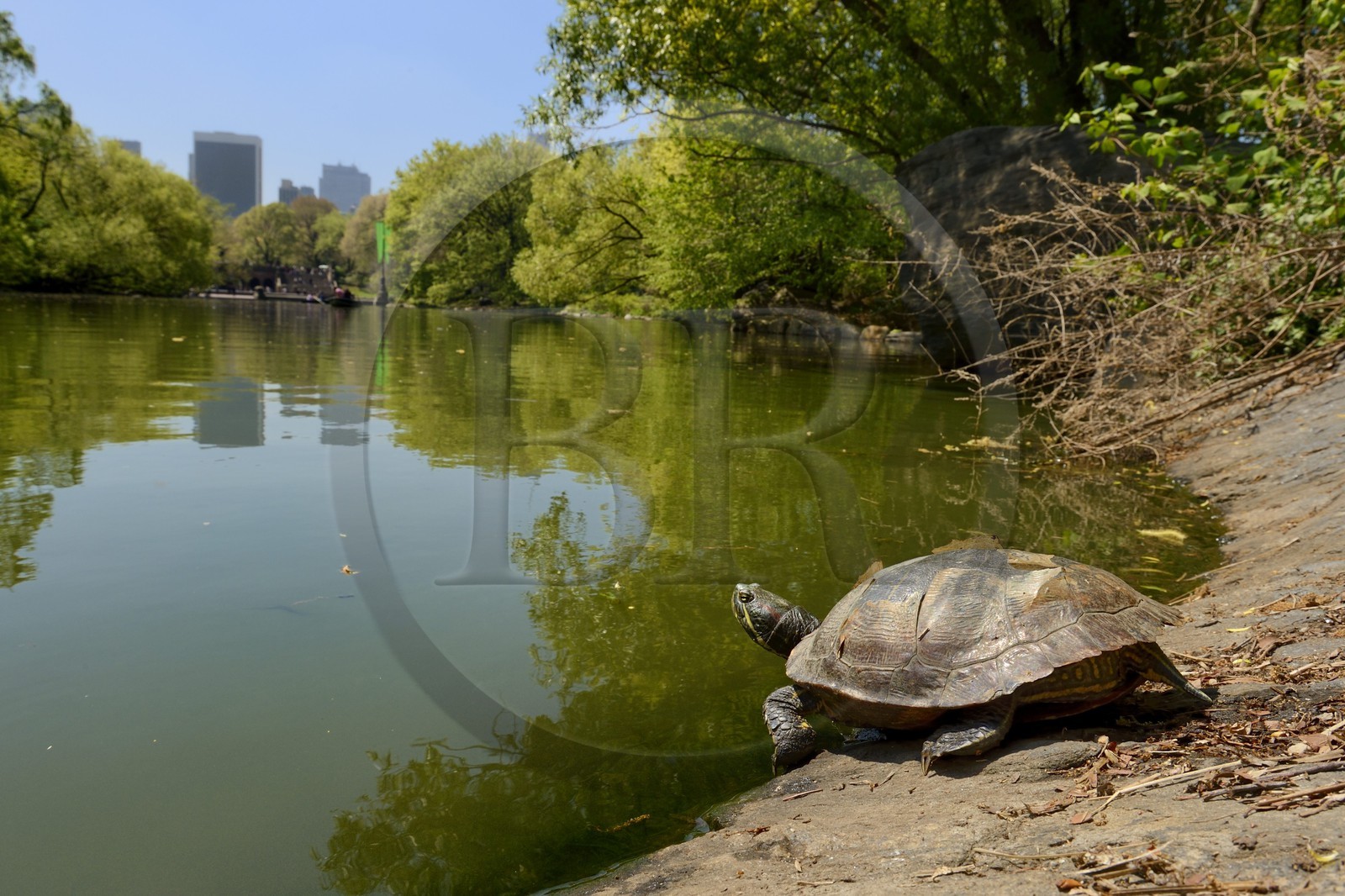 Etats-Unis, New York, Manhattan, Central Park, tortue au bord du Lac et les immeubles de Midtown en arrière plan