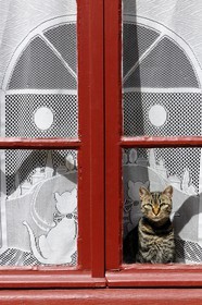 France, Aude, village of Caunes-Minervois, cat behind the window