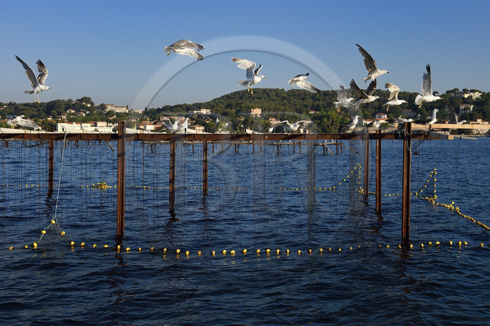 France, Var (83), La Seyne-sur-Mer, goélands au-dessus d'un parc à moules dans la baie de Tamaris