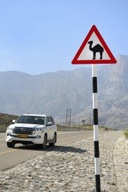 Sultanat d'Oman, gouvernorat de Al-Batina du Sud, Hajar occidental, Wadi Mistall, village de Ghubrah, panneau de signalisation de passage de dromadaires