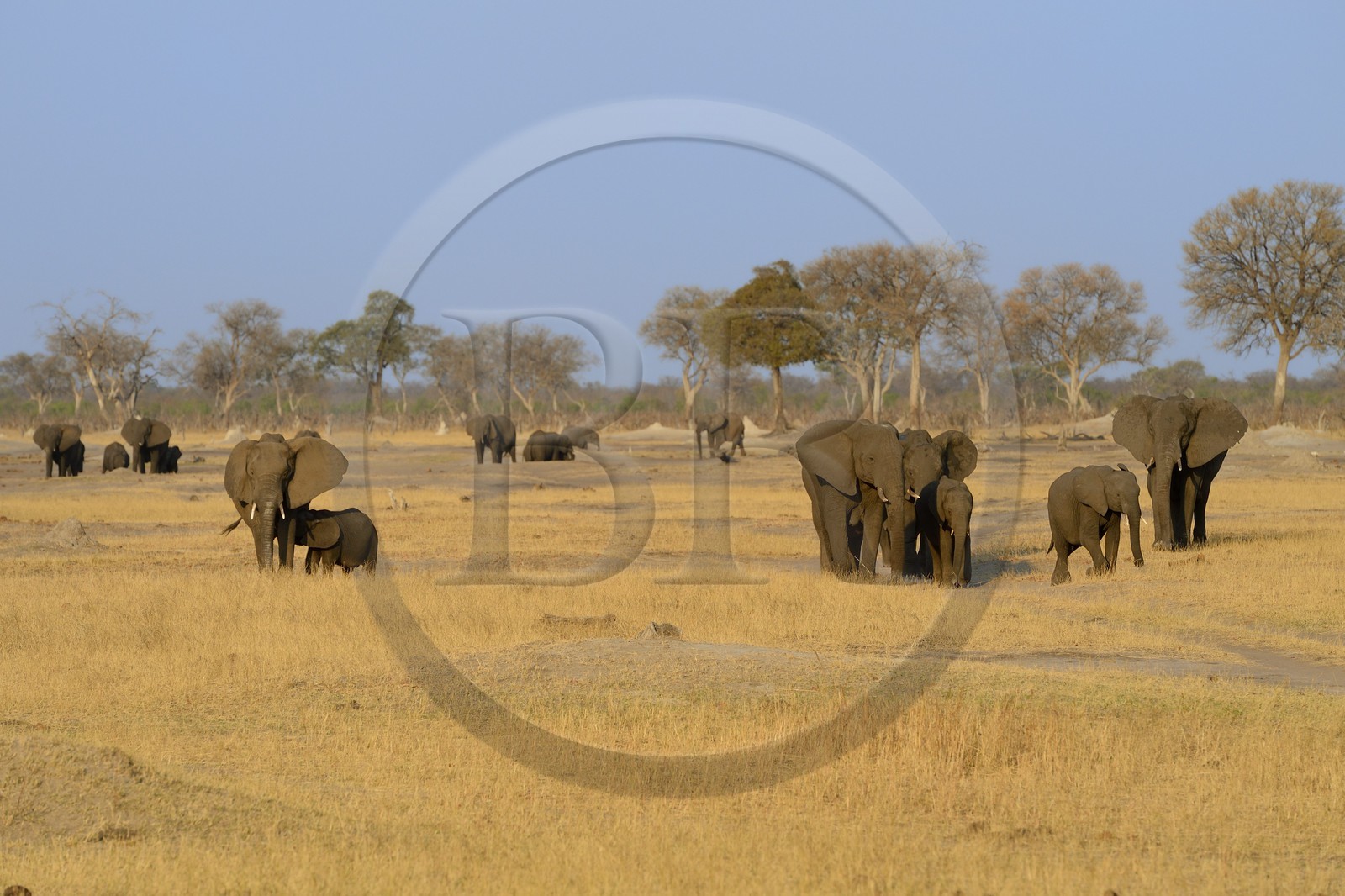 Zimbabwe, province de Matabeleland septentrional, parc national Hwange, éléphants sauvages d'Afrique (Loxodonta africana) dans la savane