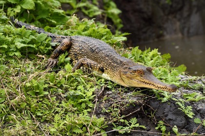 Gabon, province de Ogooué- Maritime, Parc National du Loango, site de Akaka dans la lagune du Fernan Vaz (Nkomi), Faux-gavial d'Afrique ou Crocodile à nuque cuirassée (Mecistops cataphractus)
