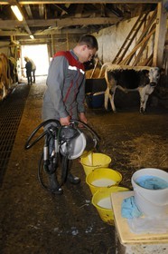 France, Haut-Rhin (68), la route des Crêtes vers Metzeral, ferme marcaire de Steinwasen, redistribution du lait frais aux veaux