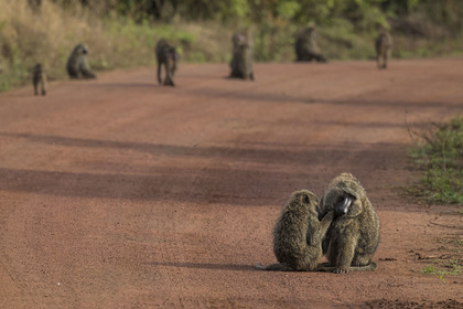 Rwanda, Parc national de l'Akagera, babouin olive (Papio anubis) épouillant un de ses congénères