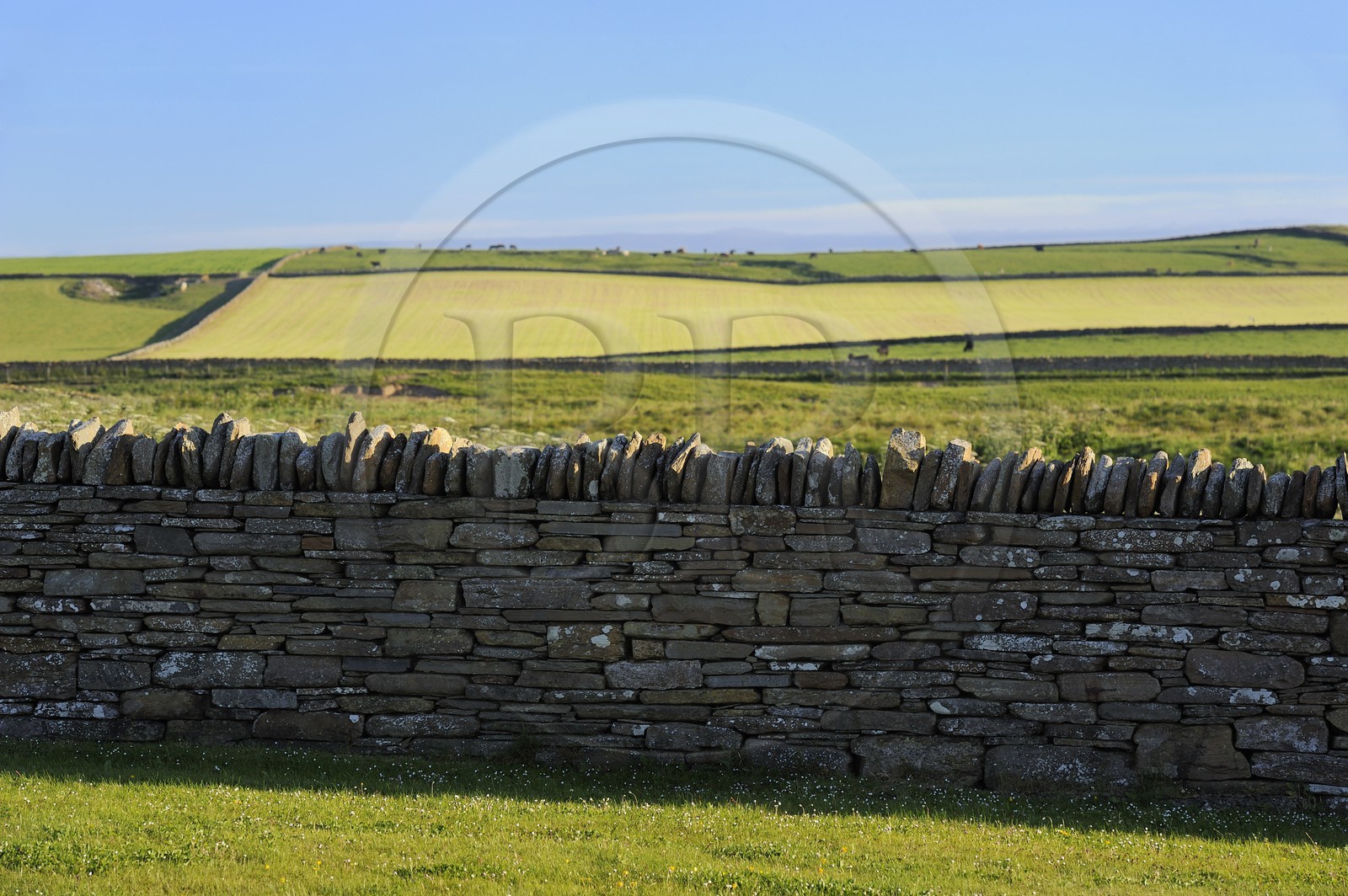 Royaume-Uni, Ecosse, Iles Orcades, Ile de Mainland, mur de pierres sèches