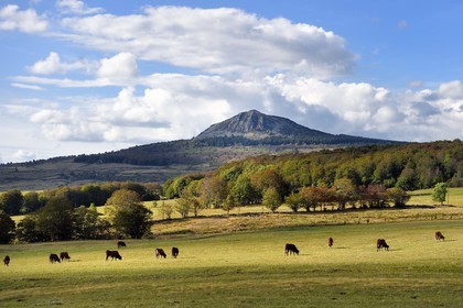France, Ardeche, parc naturel regional des Monts d'Ardeche (Regional natural reserve of the Mounts of Ardeche), herd of cows in a field in front of the Suc de Montfol mountain (altitude of 1594 m)